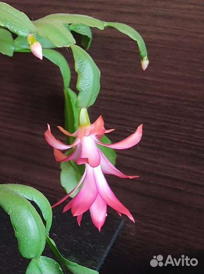 Декабрист шлюмбергера