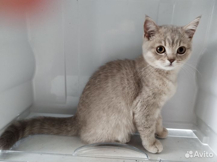 Британские котята