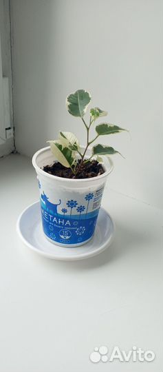 Фикус бенджамина Старлайт и другие растения