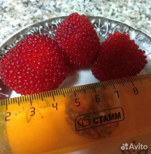 Тибетская малина