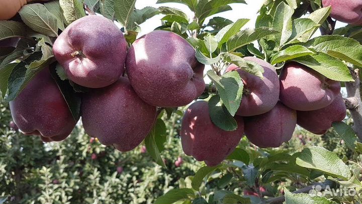 Саженцы Яблони 