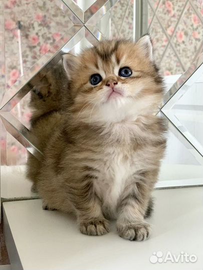 Шотландские Котята: Золотые и Серебристые окрасы