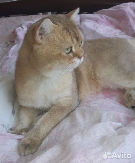 Британский кот вязка