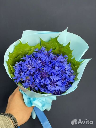 Васильки цветы