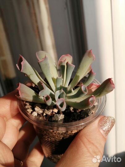 Суккуленты коллекционные