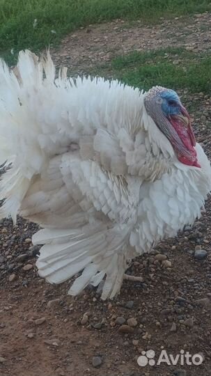 Индюшата хайбрид конвертер