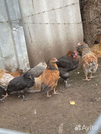 Молодки, петухи