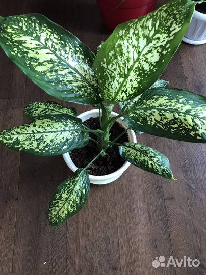 Диффенбахия