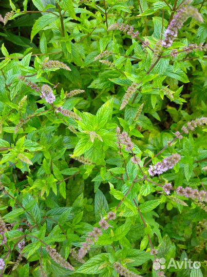 Душистые травы саженцы