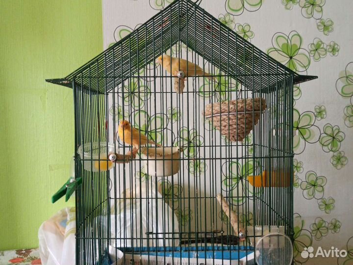 Кенара и канарейки