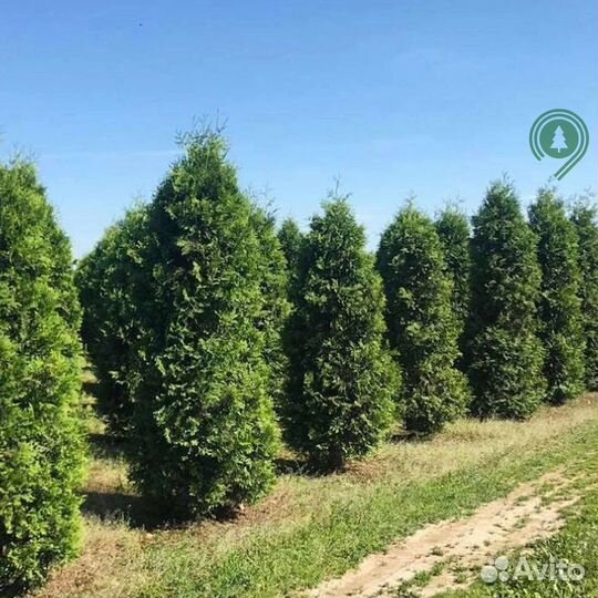 Туя смарагд брабант с гарантией приживаемости