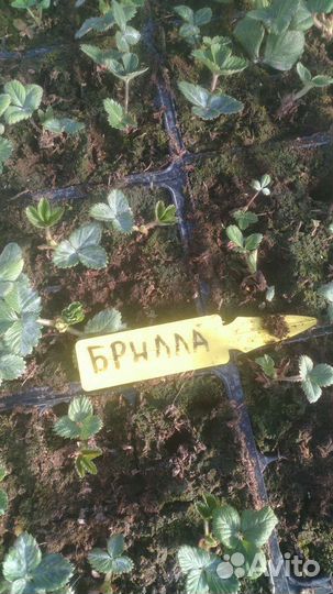 Клубника рассада