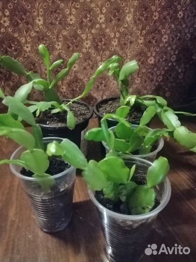 Комнатные растения цветы