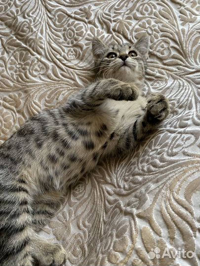 Котята в добрые руки приучены к лотку