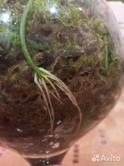 Черенки пассифлоры