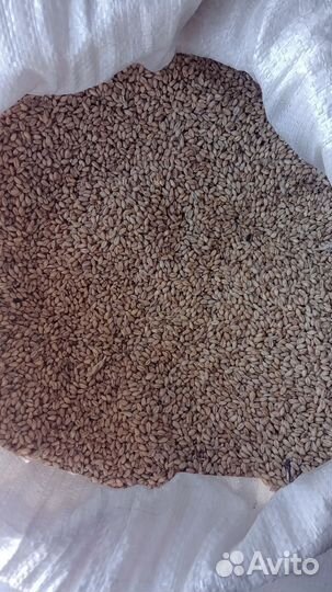 Зерно пшеница