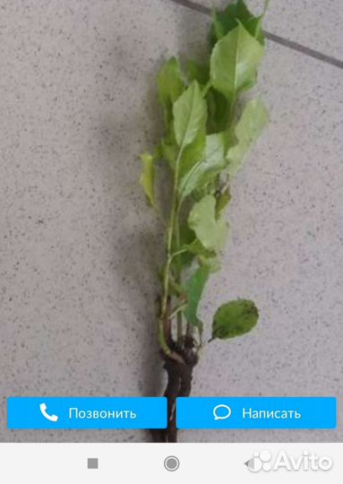 Вишня деревковая