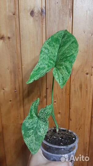 Сингониум Моттлед Арроухед, Панда, Империал Вайт