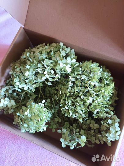 Сухоцветы дикая роза гортензия пижма