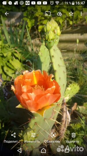 Опунция. Кактус уличный