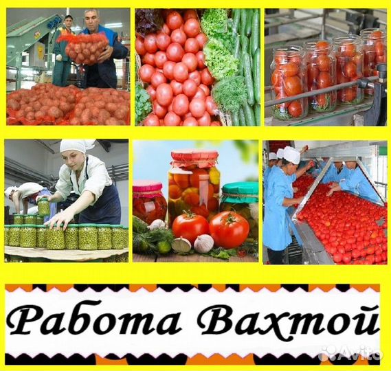 Разнорабочий на консервный завод. Вахта