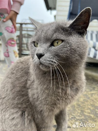 Британский кот