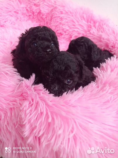 Щеночки тойчики