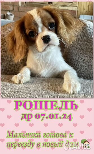 Щенок-девочка кавалер кинг чарльз спаниель
