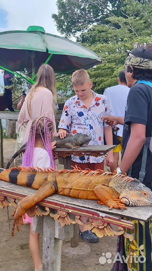 Свой человек на Бали