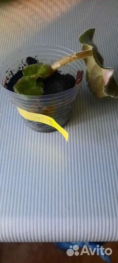 Фиалка детка сортовая