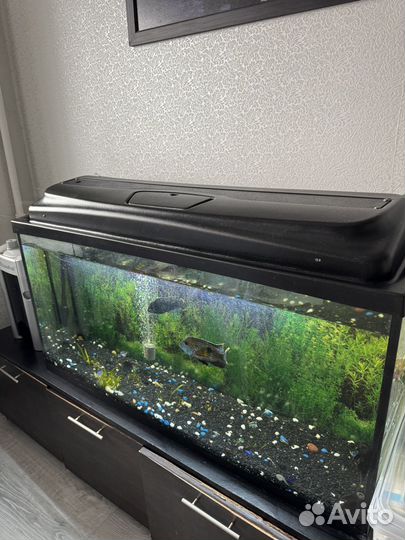 Аквариум