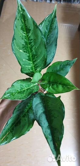 Aglaonema Luсky Army и др