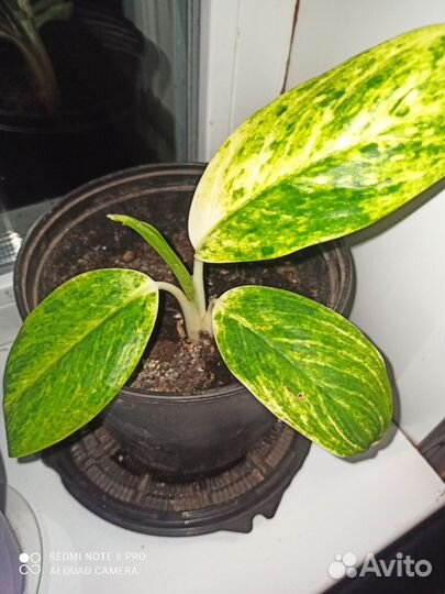 Комнатные растения