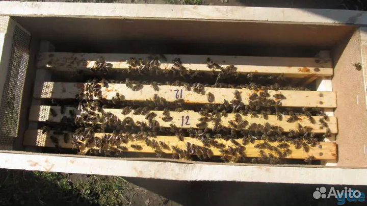 Пчелопакеты карника