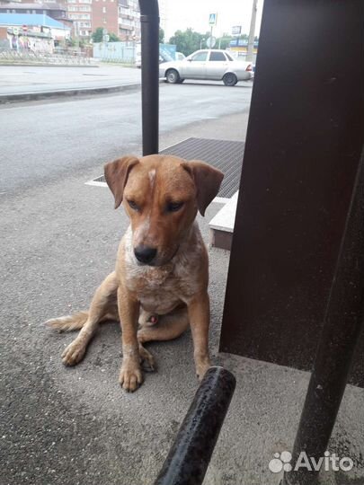 Собака в добрые руки