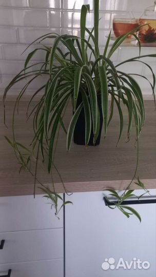 Сансевиерия. Хлорофитум