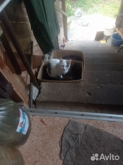 Котята в добрые руки