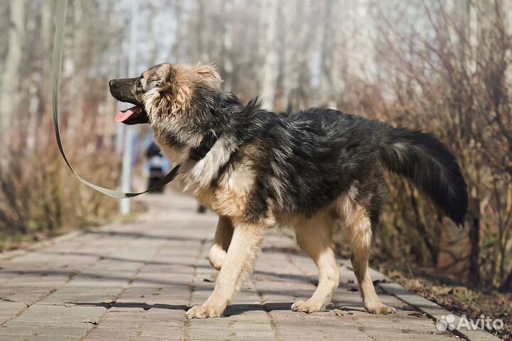 Щенок метис овчарки в добрые руки