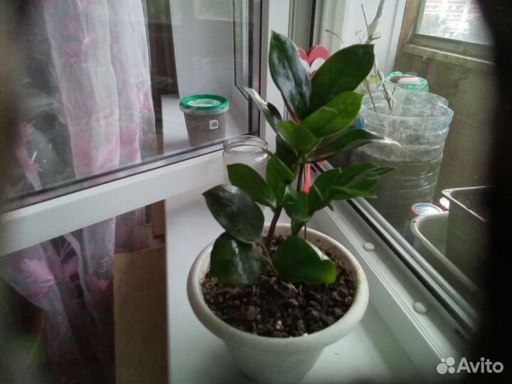 Пуансеттия, замиокулькас, калонхоэ