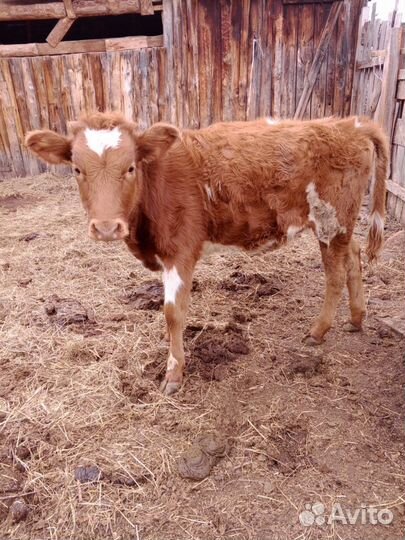 Телята телочкии бычек