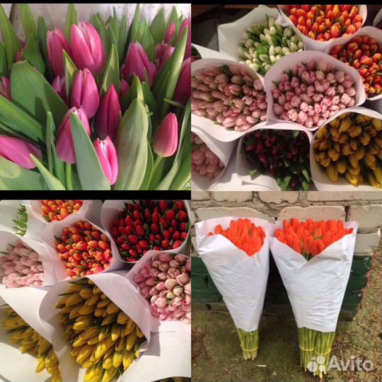 Тюльпаны от производителя