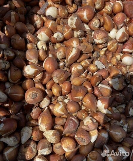 Луковицы тюльпанов