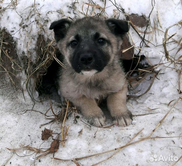 Подарите жизнь собо-ребенку