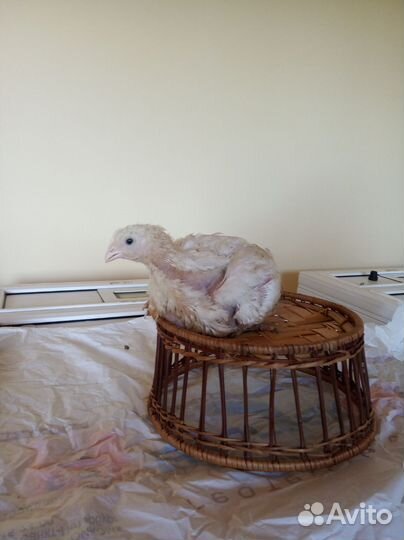 Цыплята бройлеры подрощенные