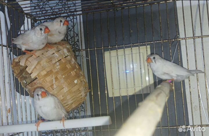 Зебровые амадины