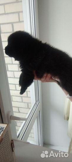 Щенки шпица