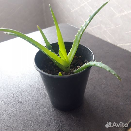 Алоэ