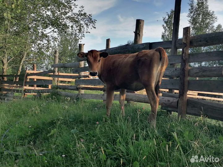 Телочка Джерси