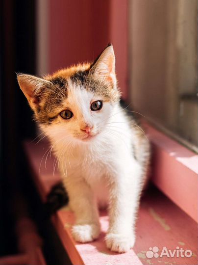 Трёхцветная малышка Сэнди ищет дом