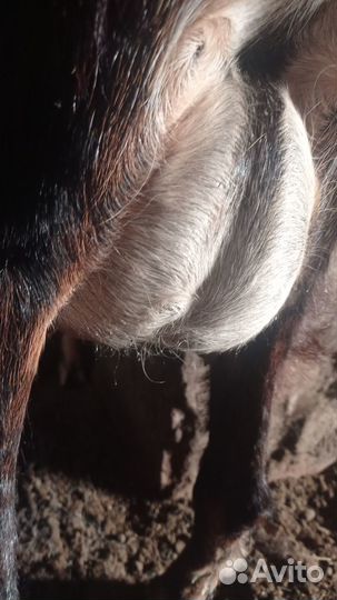 Козы дойные, нубийские, чехо-альпийские